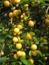 Ripe fruit on tree branches