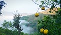 Ripe fruit on the tree branches and beautiful view of fog and Mountains. Royalty Free Stock Photo