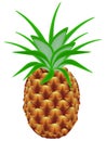 Ripe fruit whole pineapple isolated on white background. Royalty Free Stock Photo
