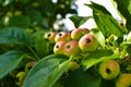 Ripe fruit of a wild Apple tree on a green tree in a leaf