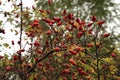 Ripe fruit, wild rose hip shrub in nature.