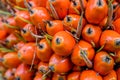 Oil palm fruitlets, close-up, elaeis guineensis.