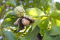 Ripe fruits arise from nutshell on tree