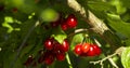 Ripe fruits of Cornelian cherries Cornus mas as a background