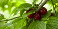 Ripe fruits of Cornelian cherries Cornus mas as a background