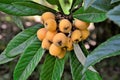 Ripe fruits of Eriobotrya japonica in the orchard