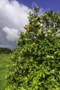 Ripe fruits and flowers on a blossoming orange tree against the background of an agricultural field and a stormy sky Royalty Free Stock Photo