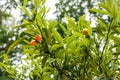 Ripe fruits and foliage of oval kumquat or Nagami kumquat Citrus margarita or Fortunella margarita Royalty Free Stock Photo