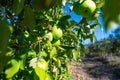 Ripe fruits of green apples on the branches of young apple trees