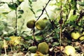 Ripe fruits of a Japanese quince on a branch. Japanese Chaenomeles. Royalty Free Stock Photo