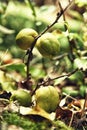 Ripe fruits of a Japanese quince on a branch. Japanese Chaenomeles. Royalty Free Stock Photo