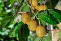 Ripe fruits of kiwi plant organic cultivation