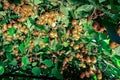 Ripe fruits of kiwi plant organic cultivation