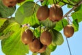 Ripe fruits of kiwi plant organic cultivation