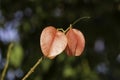 Ripe fruits of Koelreuteria elegans tree close-up on blurred background