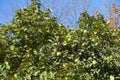 Ripe fruits in the leafage of quince in October