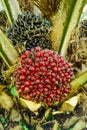 Ripe elaeis guineensis, palm oil tree