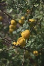 Ripe fruits of a quince Japanese Chaenomeles japonica Thunb. Lindl. ex Spach on a branch