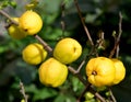 Ripe fruits of a quince Japanese (Chaenomeles japonica (Thunb.) Lindl. ex Spach) on a branch Royalty Free Stock Photo