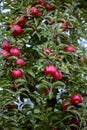 Ripe fruits of red apples on the branches of young apple trees.