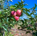 Ripe fruits of red apples on the branches of young apple trees.