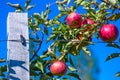 Ripe fruits of red apples on the branches of young apple trees.