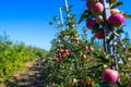 Ripe fruits of red apples on the branches of young apple trees.