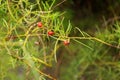 Ripe fruits of Shatavari on branch.