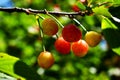 Almost ripe fruits of sour cherry