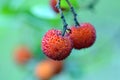 Ripe fruits of the strawberry tree (Arbutus unedo) with selective focus Royalty Free Stock Photo