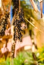 Ripe fruits of trachycarpus palm tree Royalty Free Stock Photo