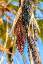 Ripe fruits of trachycarpus palm tree Royalty Free Stock Photo