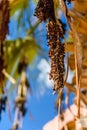 Ripe fruits of trachycarpus palm tree Royalty Free Stock Photo