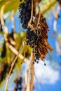 Ripe fruits of trachycarpus palm tree Royalty Free Stock Photo