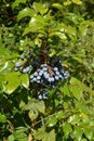 Ripe fruits of a trailing mahonia Mahonia aquifolium Pursh Nu