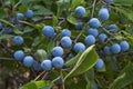 Ripe fruits of wild plums. Royalty Free Stock Photo