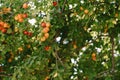 Ripe fruits of yellow and red plum on a tree in the garden. Royalty Free Stock Photo