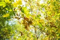 Ripe fruits and yellowing leaves of ashleaf maple