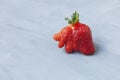 Ripe funny strawberry berry. Trendy food. Concept - Eating ugly fruits and vegetables. Space for text