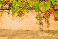 Ripe gapes and grape vines, growing on guide wire and knee high wall