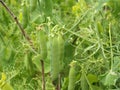 Ripe garden peas full pods and ready to harvest Royalty Free Stock Photo
