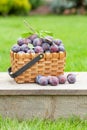 Ripe garden plums in basket Royalty Free Stock Photo