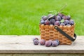 Ripe garden plums in basket Royalty Free Stock Photo