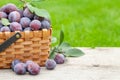 Ripe garden plums in basket Royalty Free Stock Photo