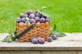 Ripe garden plums in basket Royalty Free Stock Photo