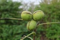 Ripe garden-stuffs of nut walachian