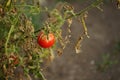 Ripe garden tomato with a crack on a bush growing in a summer garden