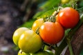 Ripe garden tomatoes ,Green tomatoes in the garden, fresh tomatoes