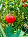 Ripe garden tomatoes ready for picking