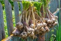 Ripe garlic bulb plants are hanging on old fence for aerate. Autumn season harvest preparation for saving during winter time